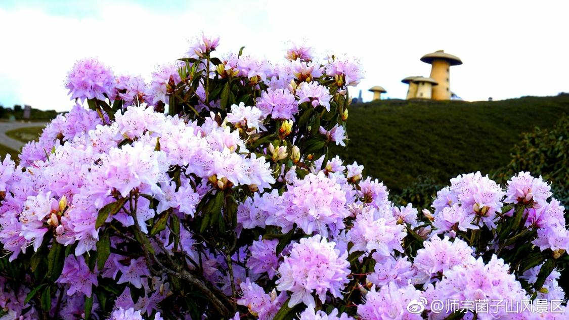 dy评论点赞业务自助下单平台